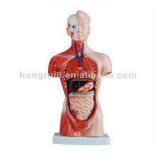 Menschliche Anatomie männliche Mini Torso Modell 26cm (15 Stück), menschlichen Körper Modell